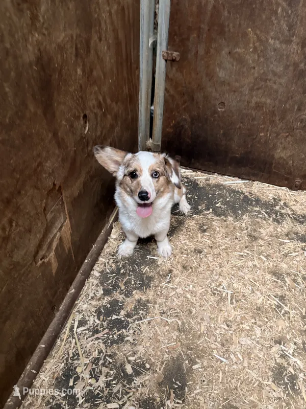 CKC Cowboy  – Pembroke Welsh Corgi puppy for sale in Lincoln, CA