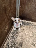 CKC Cowboy , a male Pembroke Welsh Corgi for sale in Lincoln, CA – 1 of 3