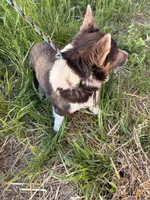 AKC & CKC Ruger , a male Pembroke Welsh Corgi for sale in Lincoln, CA – 6 of 6