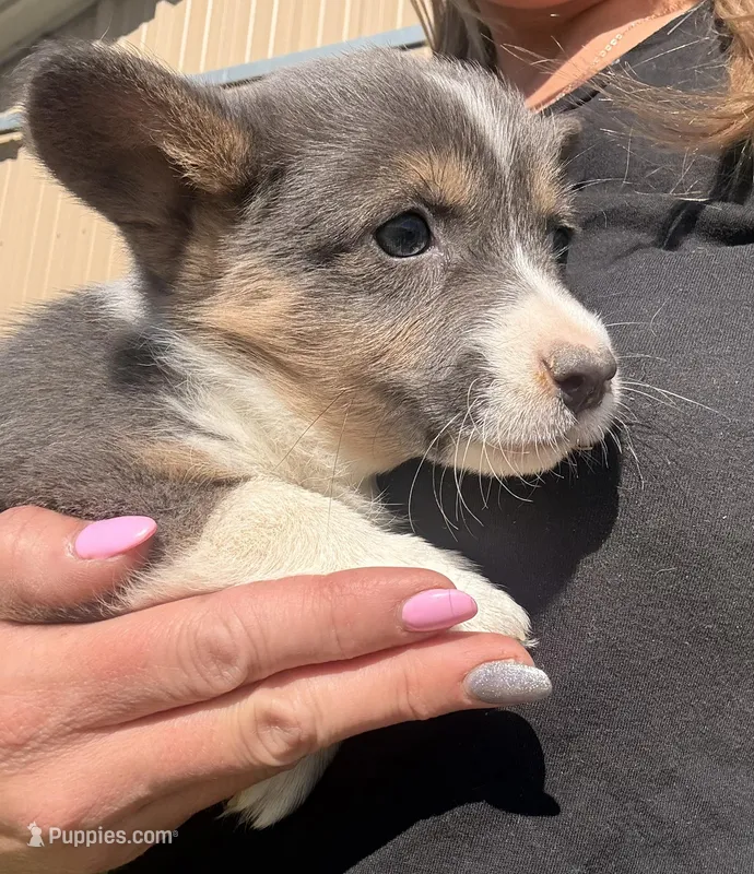 AKC Sugar (Bluie) – Pembroke Welsh Corgi puppy for sale in Lincoln, CA