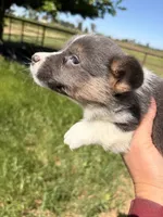 Sugar, a female Pembroke Welsh Corgi for sale in Lincoln, CA – Photo 4 of 5