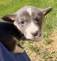 Sugar, a female Pembroke Welsh Corgi for sale in Lincoln, CA – Photo 3 of 5