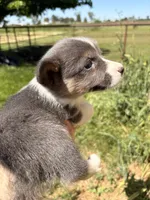 Sugar, a female Pembroke Welsh Corgi for sale in Lincoln, CA – Photo 1 of 5