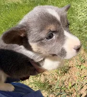 Sugar, a female Pembroke Welsh Corgi for sale in Lincoln, CA – Photo 2 of 5