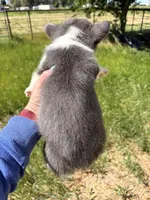 Sugar, a female Pembroke Welsh Corgi for sale in Lincoln, CA – Photo 5 of 5