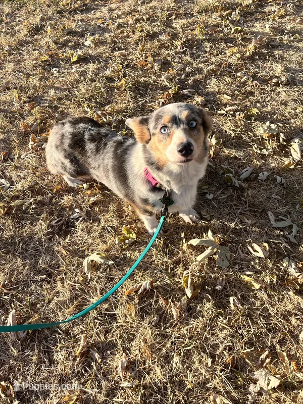 Dasha – Pembroke Welsh Corgi puppy for sale in Lincoln, CA