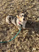 Dasha, a female Pembroke Welsh Corgi for sale in Lincoln, CA – Photo 1 of 3