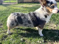 Dasha, a female Pembroke Welsh Corgi for sale in Lincoln, CA – Photo 2 of 3