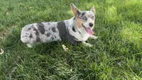 Dasha, a female Pembroke Welsh Corgi for sale in Lincoln, CA – Photo 3 of 3