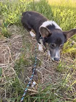 AKC & CKC Ruger , a male Pembroke Welsh Corgi for sale in Lincoln, CA – 5 of 6