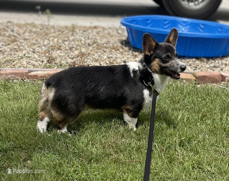 AKC Ruger  – Pembroke Welsh Corgi puppy for sale in Lincoln, CA