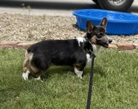 AKC Ruger , a male Pembroke Welsh Corgi for sale in Lincoln, CA – Photo 1 of 4