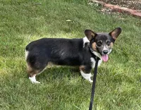 AKC Ruger , a male Pembroke Welsh Corgi for sale in Lincoln, CA – Photo 3 of 4