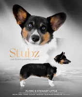 AKC Ruger , a male Pembroke Welsh Corgi for sale in Lincoln, CA – Photo 4 of 4