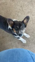 AKC Ruger , a male Pembroke Welsh Corgi for sale in Lincoln, CA – Photo 2 of 4