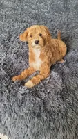 Tommy, a male Cavapoo for sale in Minneapolis, MN – 2 of 4