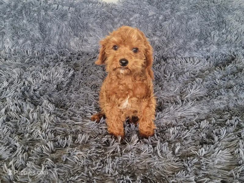 Timmy – Cavapoo puppy for sale in Minneapolis, MN