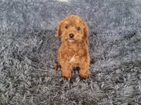 Timmy, a male Cavapoo for sale in Minneapolis, MN – 1 of 4