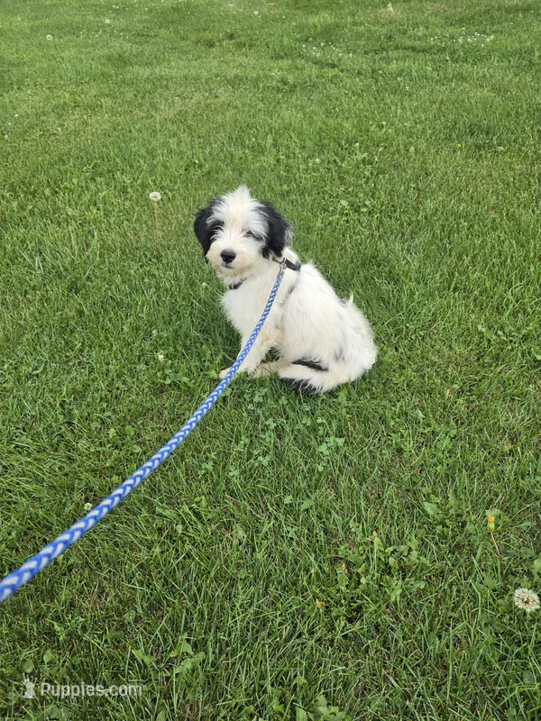 Maverick  – Miniature Goldendoodle puppy for sale in Minneapolis, MN