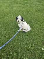Maverick , a male Miniature Goldendoodle for sale in Minneapolis, MN – 1 of 3