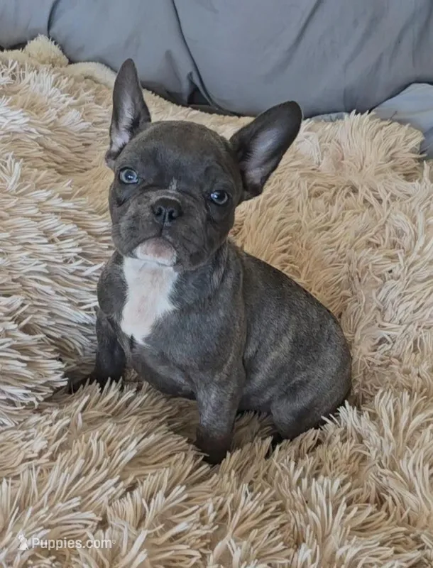 Raven , a female French Bulldog for sale in Minneapolis, MN – Photo 1 of 6