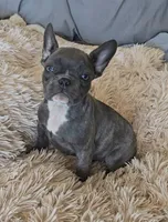 Raven , a female French Bulldog for sale in Minneapolis, MN – Photo 1 of 6