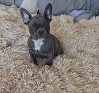 Raven , a female French Bulldog for sale in Minneapolis, MN – Photo 2 of 6