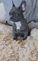 Raven , a female French Bulldog for sale in Minneapolis, MN – Photo 5 of 6