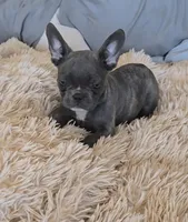 Raven , a female French Bulldog for sale in Minneapolis, MN – Photo 6 of 6