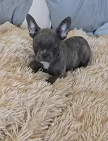 Raven , a female French Bulldog for sale in Minneapolis, MN – Photo 4 of 6