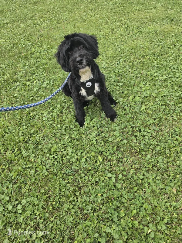 Duffy  – Miniature Goldendoodle puppy for sale in Minneapolis, MN