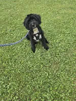Duffy , a male Miniature Goldendoodle for sale in Minneapolis, MN – 1 of 6