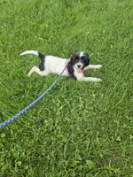 Taven , a female Miniature Goldendoodle for sale in Minneapolis, MN – 2 of 3