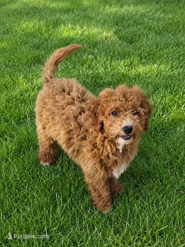 Max – Miniature Goldendoodle puppy for sale in Minneapolis, MN