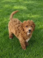 Max, a male Miniature Goldendoodle for sale in Minneapolis, MN – 1 of 2