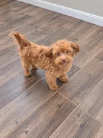 *MICRO* Lloyd, a male Miniature Goldendoodle for sale in Minneapolis, MN – 1 of 3