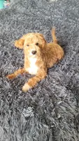 Tommy, a male Cavapoo for sale in Minneapolis, MN – 3 of 4