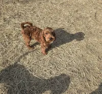 Finn, a male Cavapoo for sale in Minneapolis, MN – 3 of 6