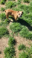 Josie, a female French Bulldog for sale in Minneapolis, MN – 4 of 4