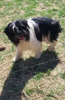 Chewy Chewbacca, a male French Bulldog and Miniature Goldendoodle for sale in Minneapolis, MN – Photo 2 of 5
