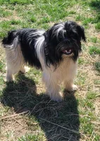 Chewy Chewbacca, a male French Bulldog and Miniature Goldendoodle for sale in Minneapolis, MN – Photo 3 of 5