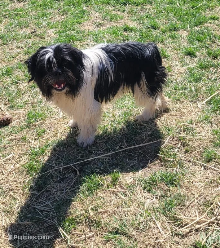 Chewy Chewbacca – French Bulldog, Miniature Goldendoodle puppy for sale in Minneapolis, MN