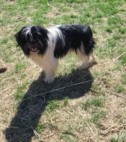 Chewy Chewbacca, a male French Bulldog and Miniature Goldendoodle for sale in Minneapolis, MN – Photo 1 of 5