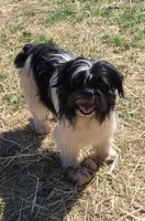 Chewy Chewbacca, a male French Bulldog and Miniature Goldendoodle for sale in Minneapolis, MN – Photo 4 of 5