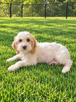 Zipp, a male Miniature Goldendoodle for sale in Minneapolis, MN – 3 of 3