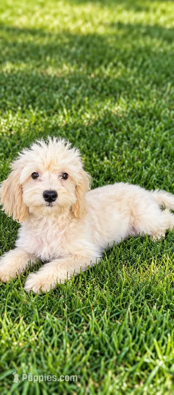 Macy – Miniature Goldendoodle puppy for sale in Minneapolis, MN