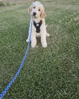 Nash, a male Goldendoodle and Miniature Goldendoodle for sale in Minneapolis, MN – 4 of 4