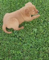 Dutton , a male Golden Retriever for sale in Minneapolis, MN – 4 of 6