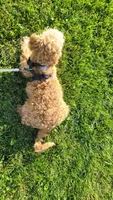 Taylor , a male Miniature Goldendoodle for sale in Minneapolis, MN – 2 of 4