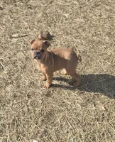 Addie, a female French Bulldog for sale in Minneapolis, MN – Photo 1 of 3